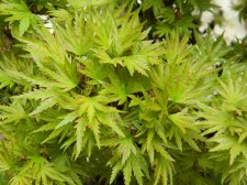 Apalm Squitty leaves.jpg