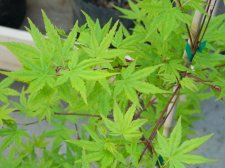 Apalm Ryusen leaves.jpg