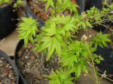 Apalm Lima Gold leaves.jpg