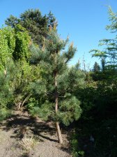 20130505_UBCBG_PinusSylvestris_Cutler_P1440628.jpg
