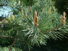 20130505_UBCBG_PinusSylvestris_Cutler_P1440626.jpg
