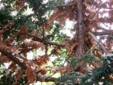 Cedar problem - trunk.jpg