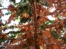 Cedar problem - branch 1.jpg