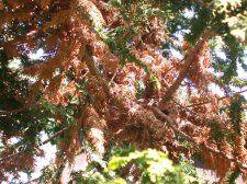 Cedar problem - branch 2.jpg