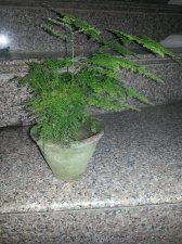 grass1~01.jpg