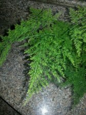grass4.jpg