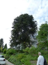 20130515_19thYukon_AraucariaAraucana_Cutler_P1460260.jpg