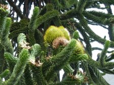20130515_19thYukon_AraucariaAraucana_Cutler_P1460271.jpg