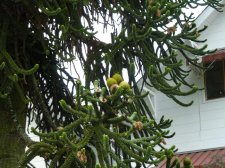 20130515_19thYukon_AraucariaAraucana_Cutler_P1460263.jpg