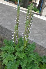 plantA1.jpg