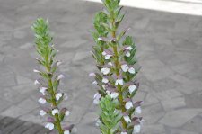 plantA2.jpg