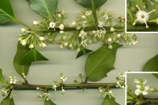 Hollyflowers.jpg