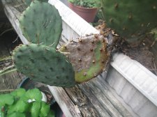IMG_0068[1].jpg