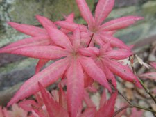 DSCN5696.jpg