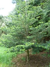 20130527_BirrCastle_Abies_Cutler_P1470517.jpg