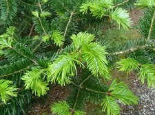20130527_BirrCastle_Abies_Cutler_P1470519.jpg