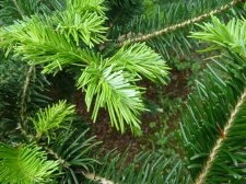 20130527_BirrCastle_Abies_Cutler_P1470520.jpg