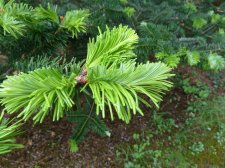 20130527_BirrCastle_Abies_Cutler_P1470521.jpg
