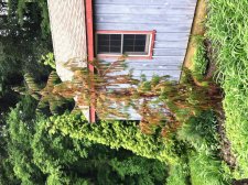 IMG_0354[1].jpg