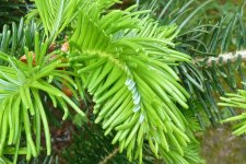 20130527_BirrCastle_Abies_Cutler_P1470519c.JPG