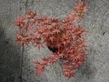Acer Trees 003.jpg
