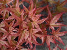 Acer Trees 002.jpg