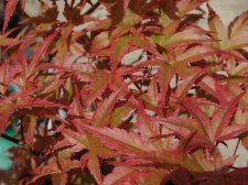 Acer Trees 004.jpg