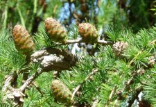 20130610_StanleyPkGolfCourse_Larix_Cutler_P1490086.jpg