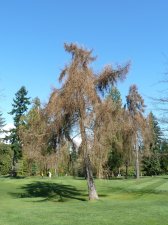 20130328_StanleyParkPandP_Larix_Cutler_P1410164.jpg