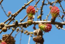 20130328_StanleyParkPandP_Larix_Cutler_P1410174.JPG