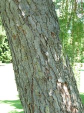 20130610_StanleyPkGolfCourse_Larix_Cutler_P1490089.jpg