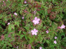 DSCF6219.jpg