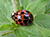 Love4Bugs