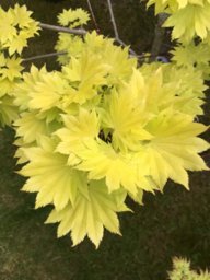 Luke’s Maples
