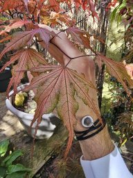 Maple Love