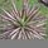 PenderPalms