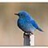 Bluewing