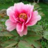 sylgardener
