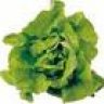 lettuce