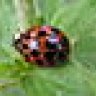 Love4Bugs