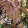 Maple Love