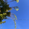 TreeRescuer