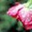 Buzzbee