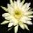 cactus6103