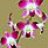 orchidboy