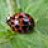 Love4Bugs