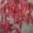 DelsJapaneseMaples