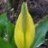 Lysichiton
