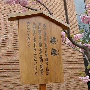 2015-04-12 2OsakaMint_Kirin_Izaki 420