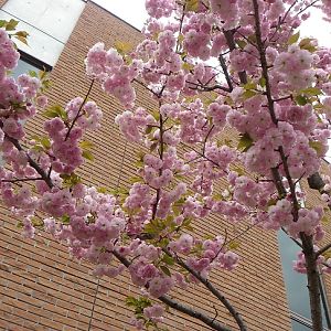 2015-04-12 2OsakaMint_Kirin_Izaki 421
